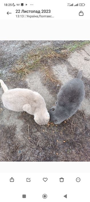 Котик для в'язки Байрактар