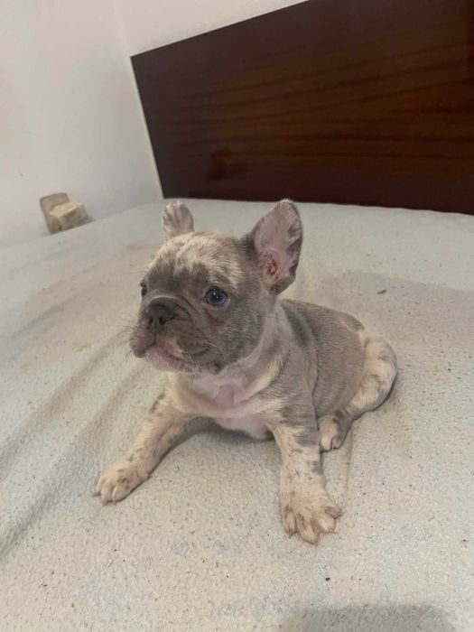 Bulldog francês Macho cor Blue Merle