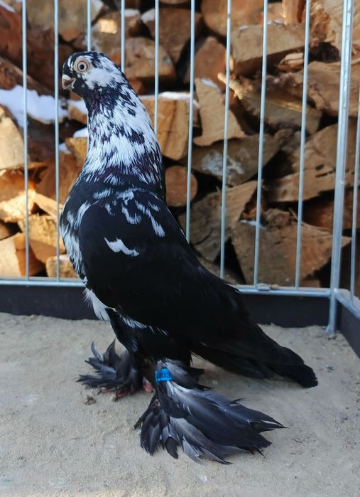 Motyl warszawski samczyk 24r. Motyle