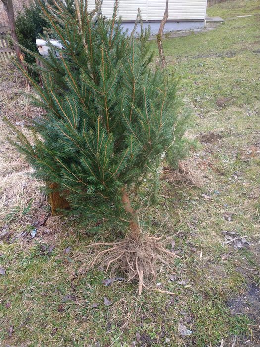 Саджанці  берези смереки різного розміру дешево можна доставити д