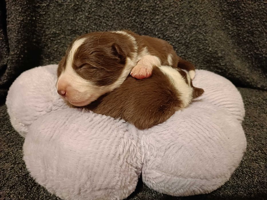 Piesek Border Collie