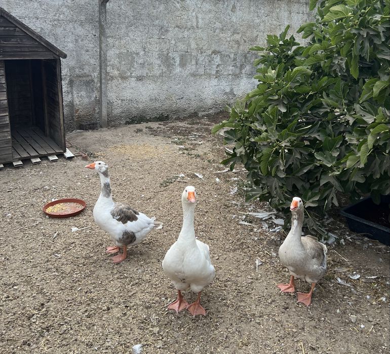 Vendo 3 Gansos adultos