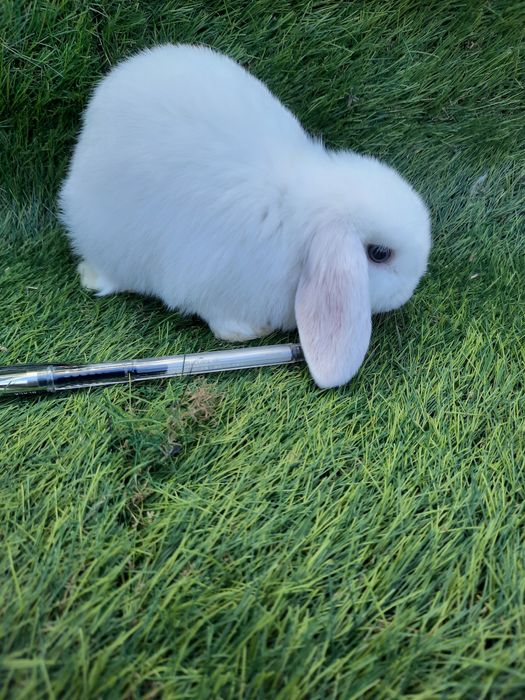 Coelhos anões várias raças