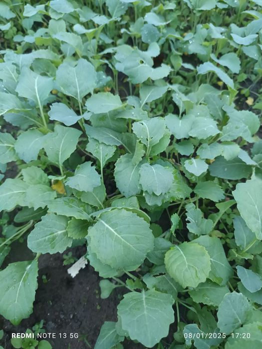 Pés de couve para plantar