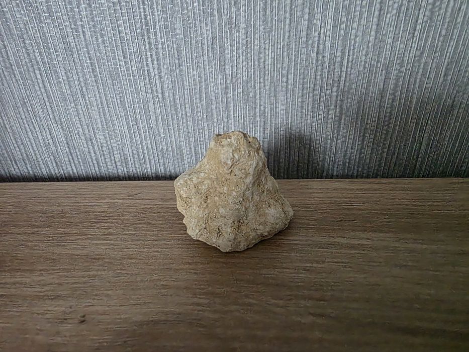 Skamieniały koralowiec