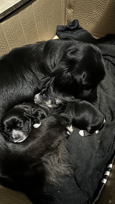 Щенки маленьки 2 дівчинки