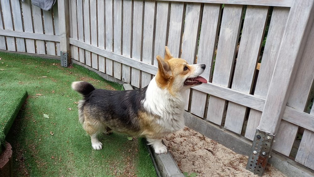 Piesek Welsh Corgi Pembroke po rodzicach FCI