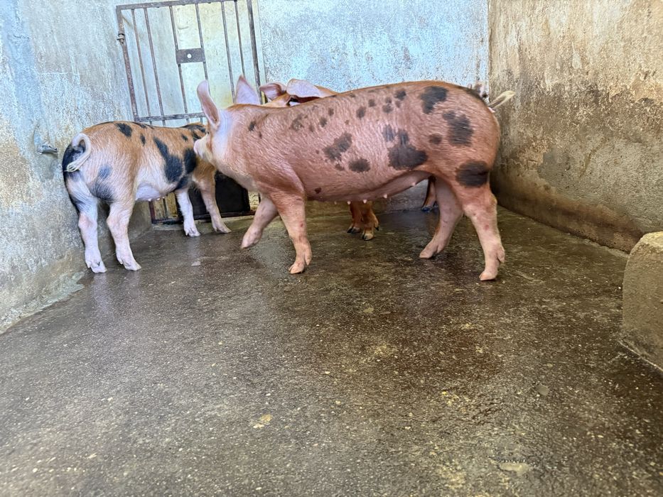 Porcos DUROC  80-120kg