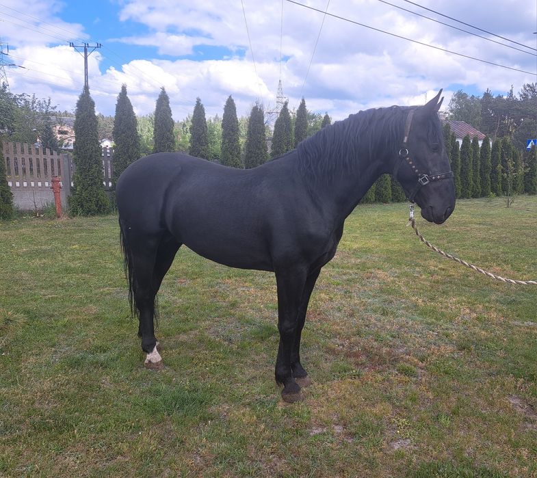 Sprzedam konie  śląskie