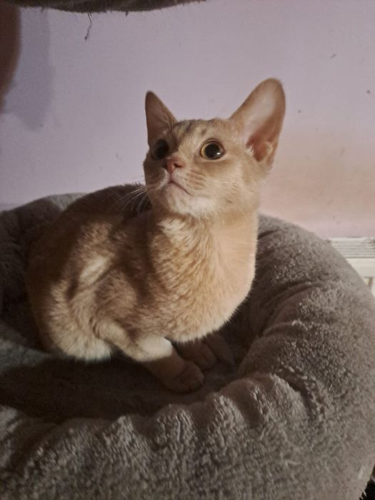 **CASSIE**kotka abisynska gotowa do odbioru.