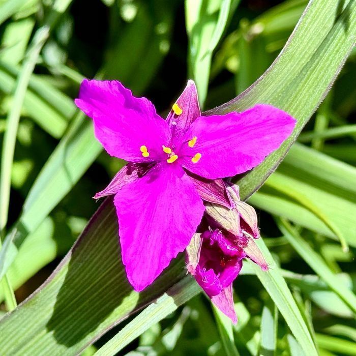 Trzykrotka wirginijska 'Concord Grape' Tradescantia virginiana