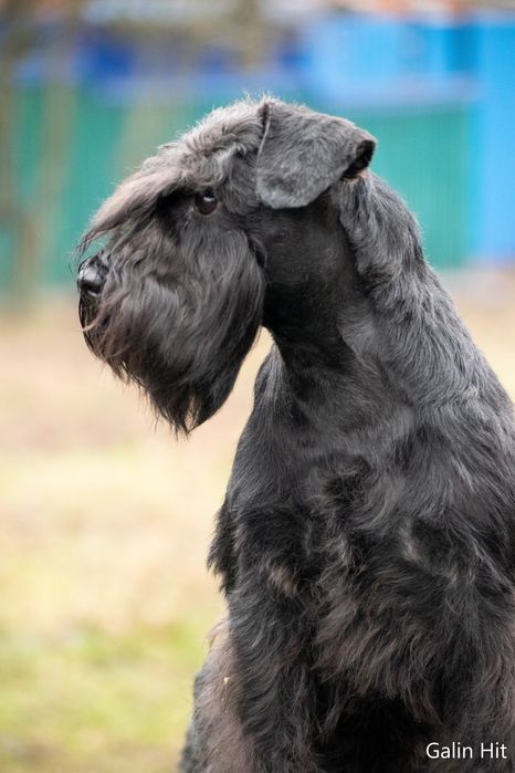 Мінішнауцер цуценята  !