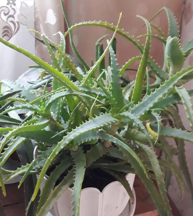 Алоє (лікарське) гілочки і рослина