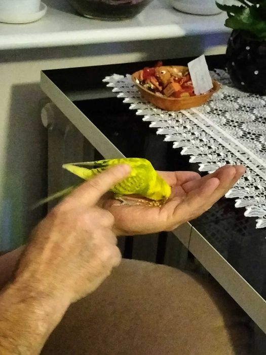 Papuga falista z klatką