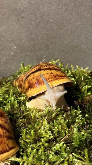 ślimaki afrykańskie  Archachatina  Marginata Ovum