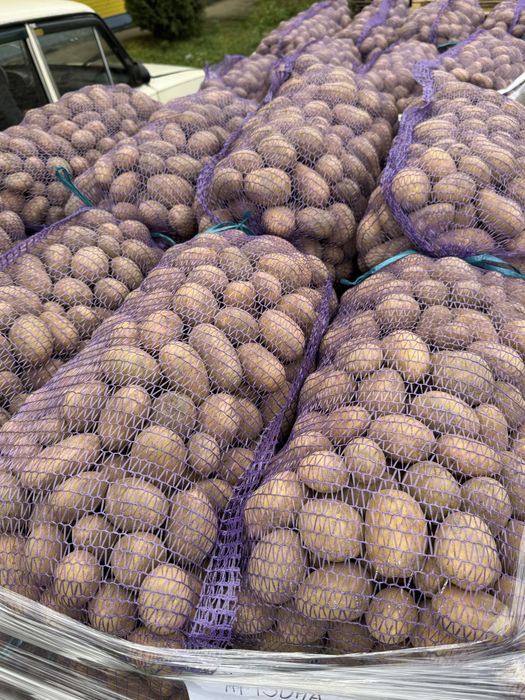 Посадкова картопля, насіннєва картопля, булььа посадка