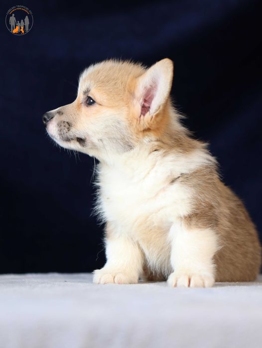 Welsh Corgi Pembroke ZKwP FCI piesek  po Championie, badania gen.na chor.