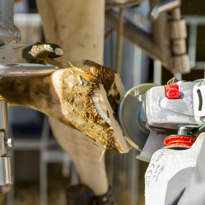 Tarcza do korekcji racic Profi, 6 wymiennych ostrzy, śr. 120 mm