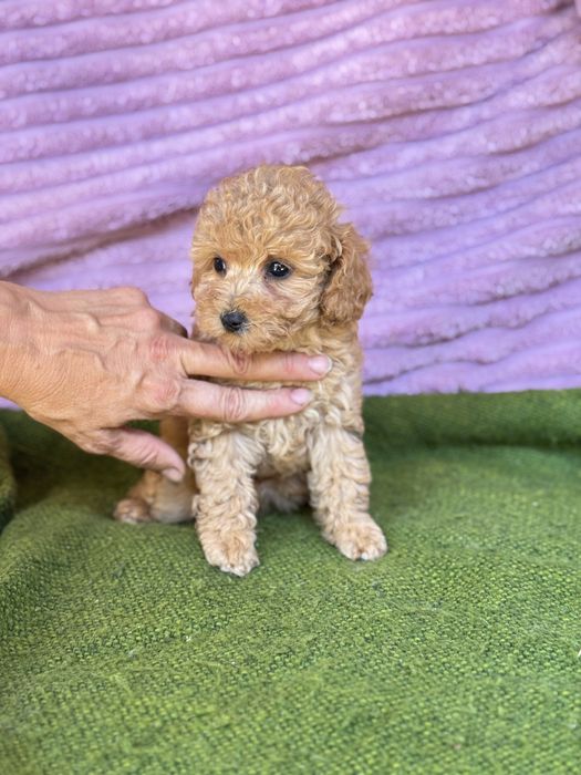 Девочка той пудель
