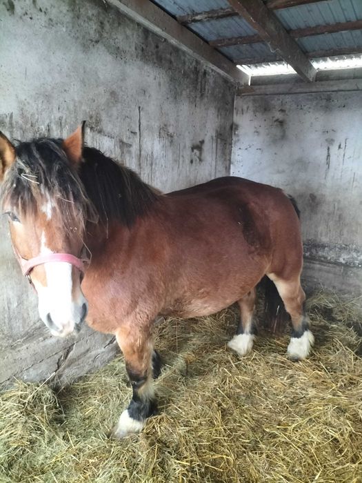 Na sprzedaż klacz sokolska