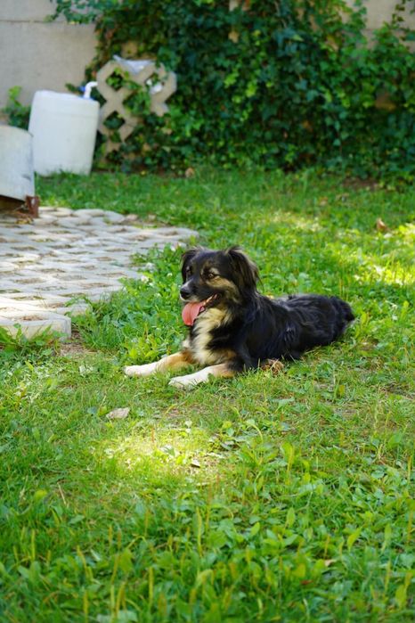 Pies do adopcji BRAWURKA