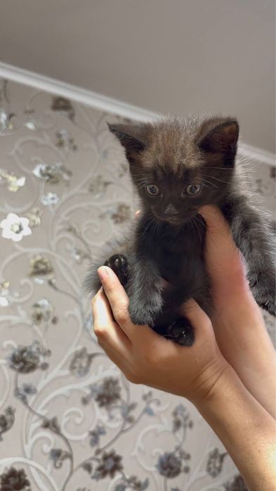 Котята. Серый и шоколадный.