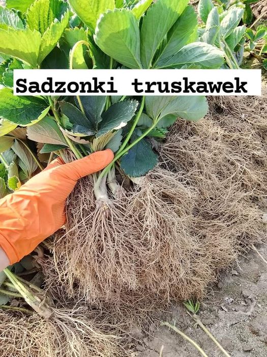 Sadzonki truskawek różnych odmian