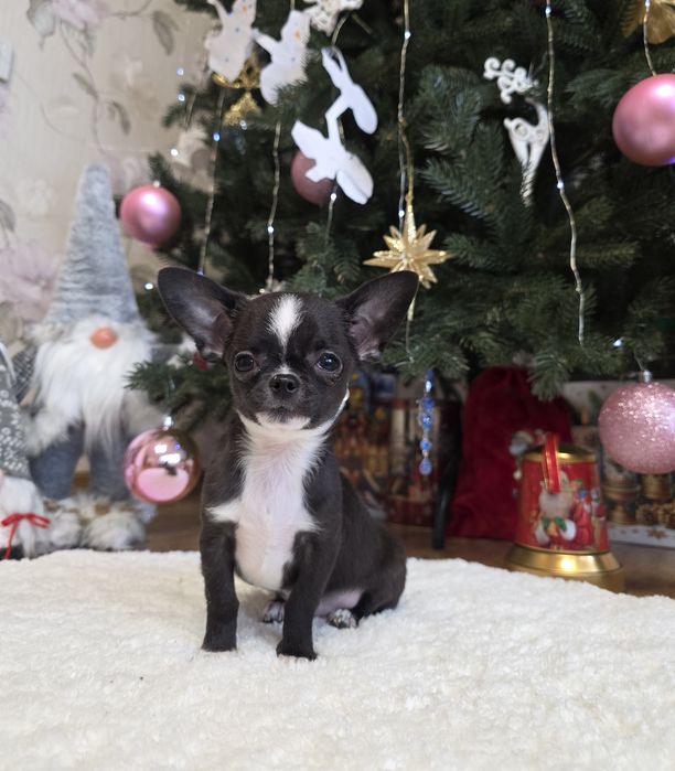 Чарівні міні чихуахуа.