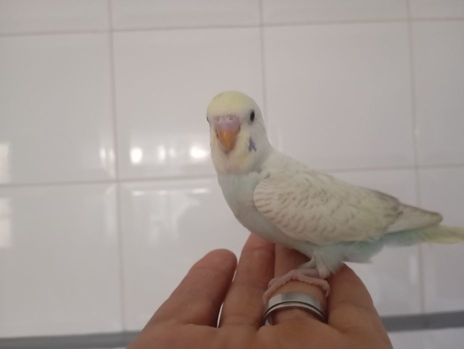 Caturras e periquitos bebés