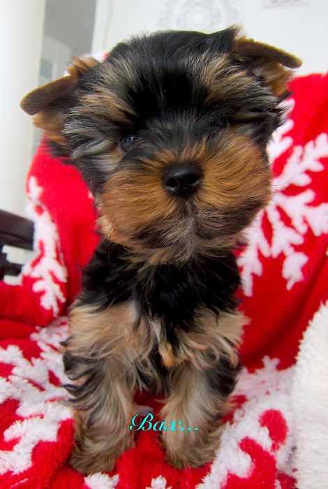 York chłopczyki z Bolesławca .