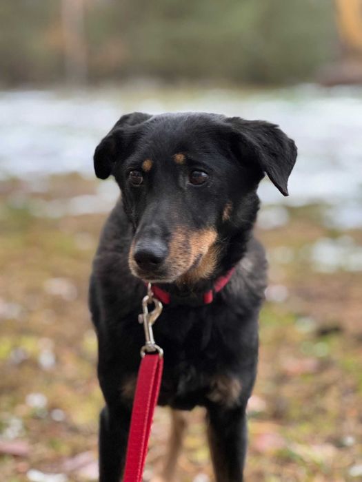 TOSIA - około 2 letnia suczka