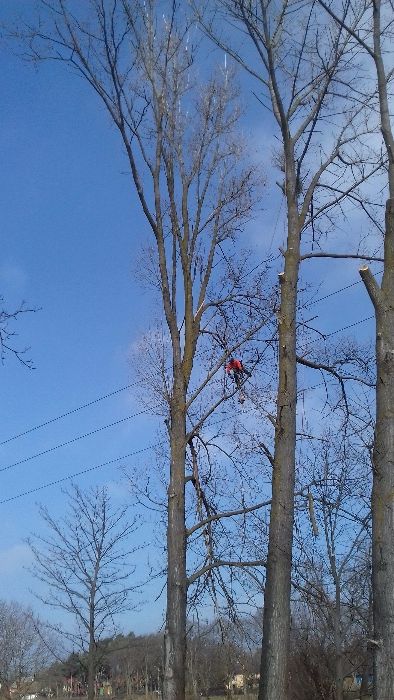 Przycinka i Wycinka Drzew Metodą Alpinistyczną