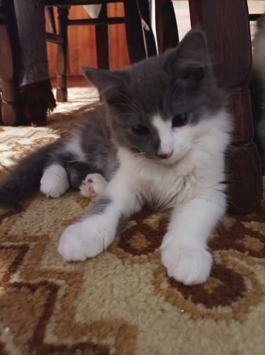 Тварини котики...