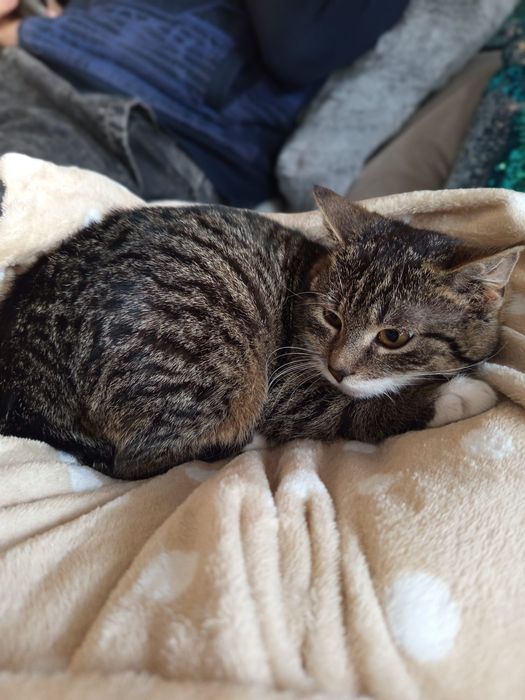 Mała kotka szuka domu niewychodzącego