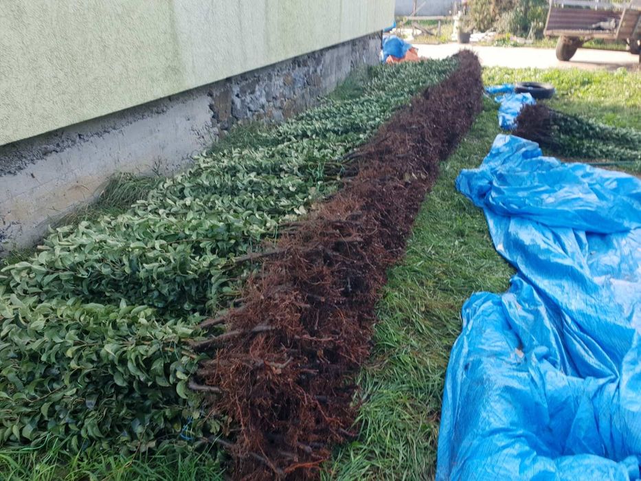 Саджанці груші, персика