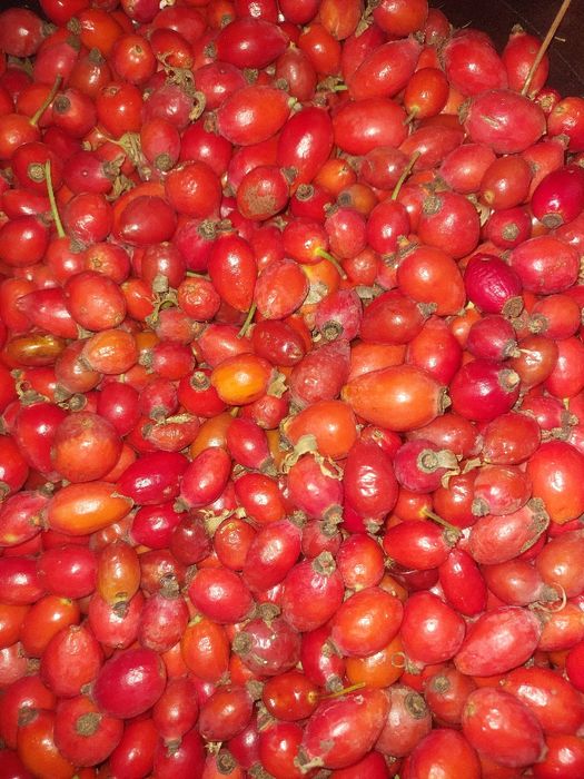 4 kg owoców dzikiej róży świeże,  zbiór Sudety