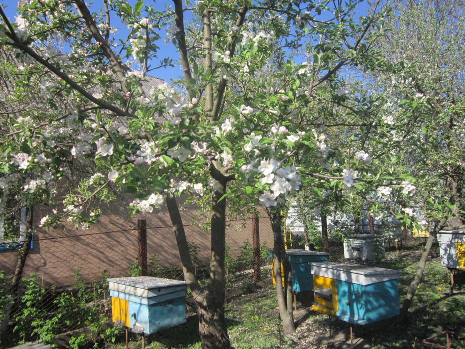 Бджолосім"ї, бджоли.