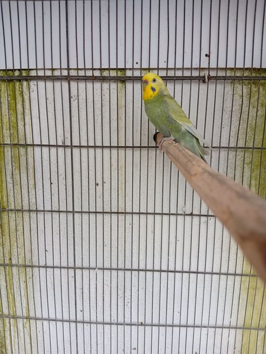 Piriquitos arco íris