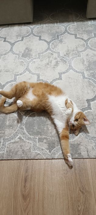 Віддам гарну добру кішку в гарні руки