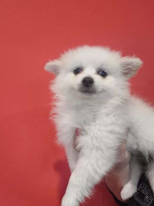 Spitz alemão menina