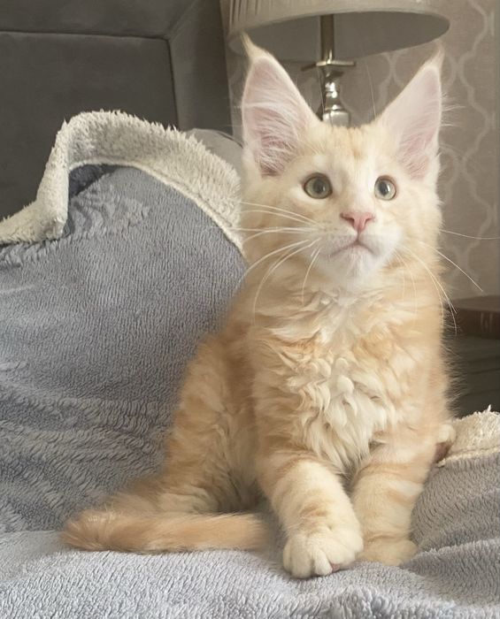 Rudy srebrzysty kocurek maine coon HULTAJ Enklawa*PL