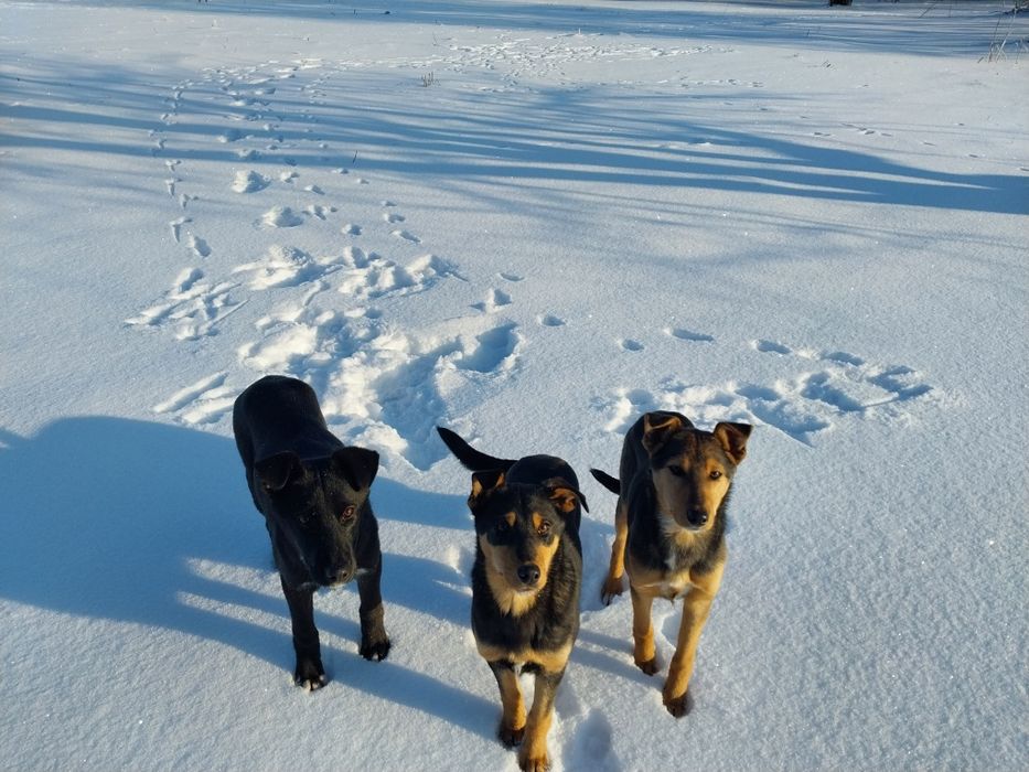 Шукаємо сім'ю найкращому песику другу