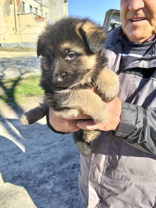 В наявності цуценята німецької вівчарки