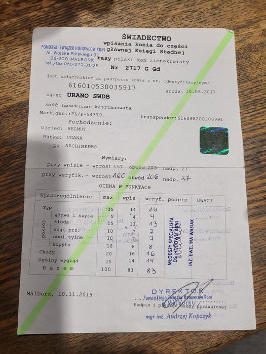 Ogier zimnokrwisty sprzedam