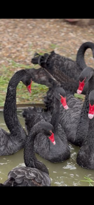 Cisnes pretos e brancos.