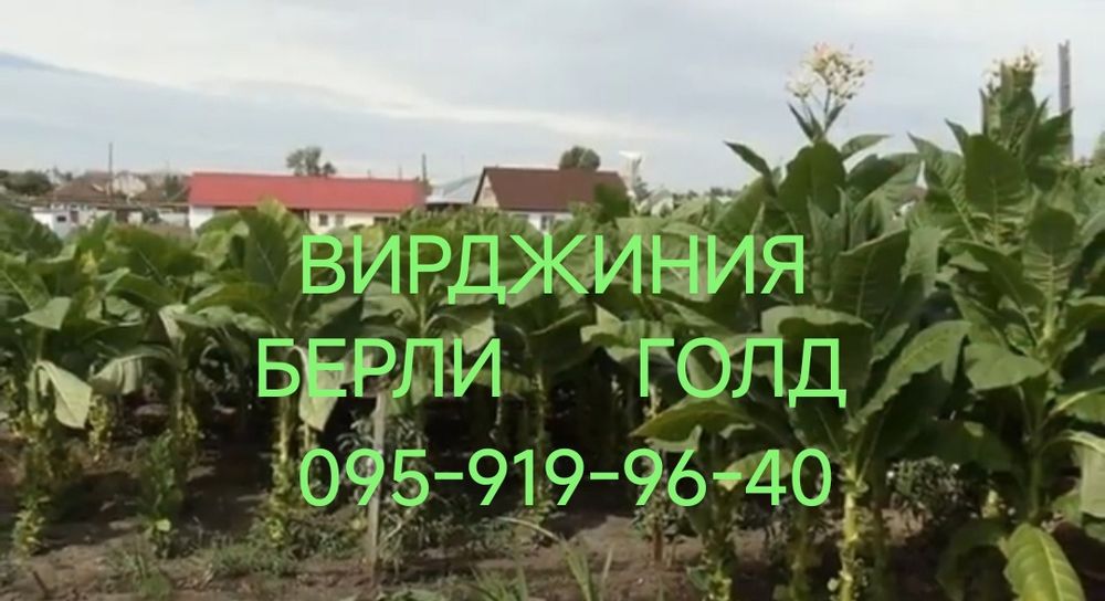Вирджиния. Берли. Голд. Табак семена.  Насіння тютюн.