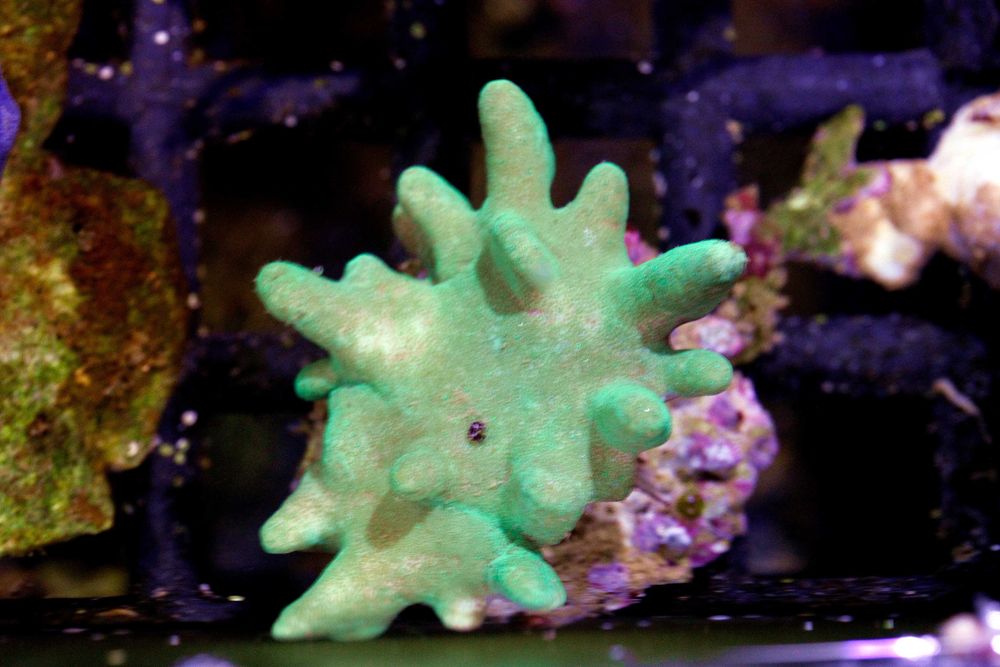 Koralowiec Miekki Lobophyton M (średni) Green FLUOLAMPS.PL WYSYLKI