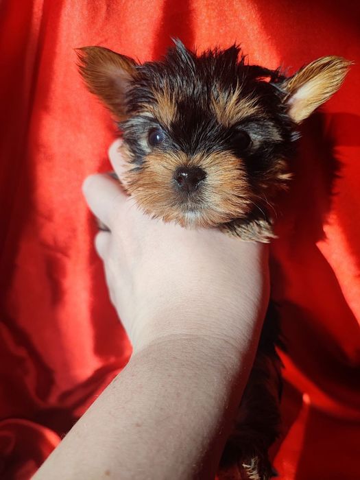 Йоркширський тер'єр baby face. Mini mini