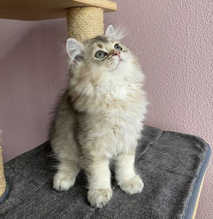 Gato British Longhair Golden
