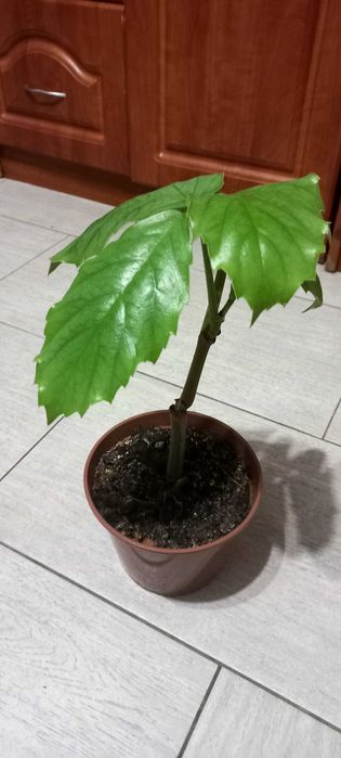 Кімнатна рослина Тетростігма